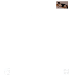 ShellGPT